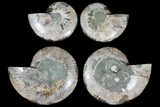 Lot: - Cut/Polished Ammonite Fossils - Pairs #117105-1